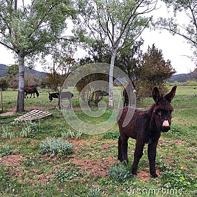 Black donkeys on the Pyrinees Stock Photo