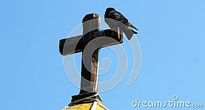 A black dove resting on a crux Stock Photo