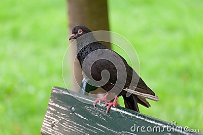 Black dove sitting on a bench Stock Photo