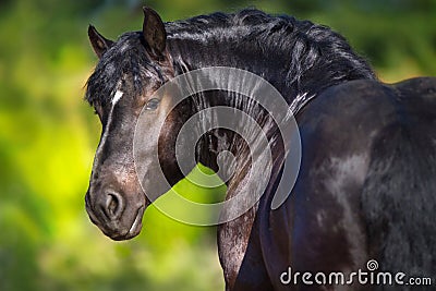 Black draft horse Stock Photo