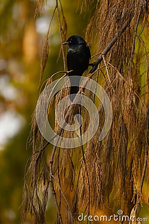 Black drongo. Stock Photo