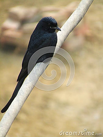 The black drongo Dicrurus macrocercus is a small Asian passerine bird of the drongo family Dicruridae. Stock Photo