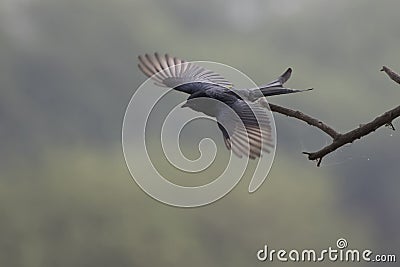 Black drongo which flies from a dry branch of a tree at the edge Stock Photo