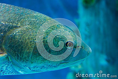 Black Drum Portrait Stock Photo