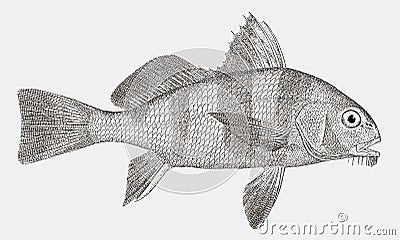 Young black drum in side view Vector Illustration