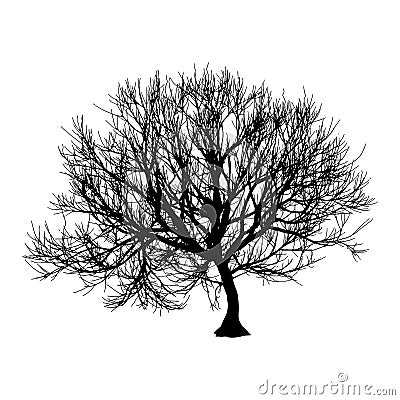 Black dry tree winter or autumn silhouette on white background. illustration Cartoon Illustration