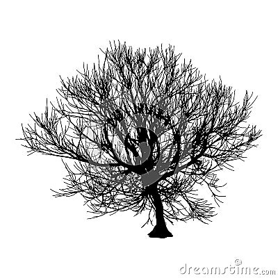 Black dry tree winter or autumn silhouette on white background. Vector eps10 illustration Vector Illustration