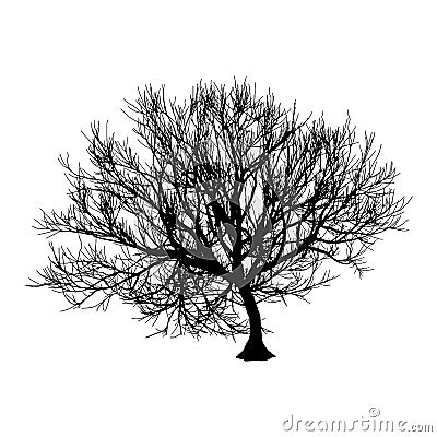 Black dry tree winter or autumn silhouette on white background. Vector eps10 illustration Vector Illustration