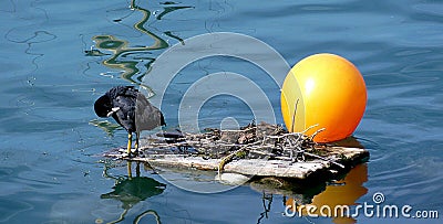 Black duck cleaning Stock Photo