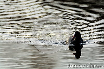 Black duck Eurasian Coot / Fulica atra floats in lake Stock Photo