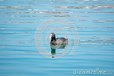 Black duck Eurasian coot Fulica atra is swimming in blue water Stock Photo