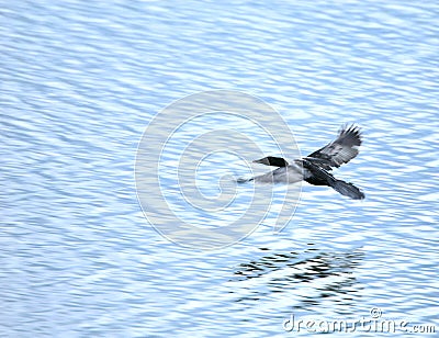Black duck flying Stock Photo