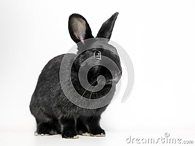 A black Dwarf domesticated rabbit Stock Photo