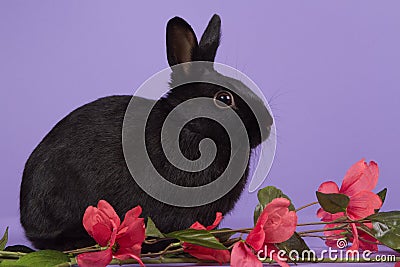 Black dwarf rabbit on purple background Stock Photo