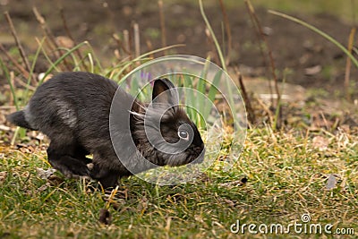A black dwarf rabbit running and jumping Stock Photo