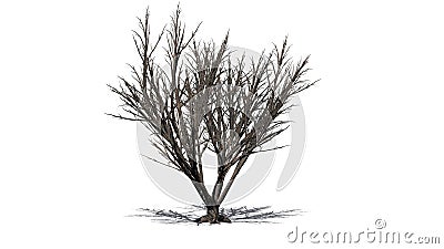 Black Elder shrub in winter with shadow on the floor on white background Cartoon Illustration