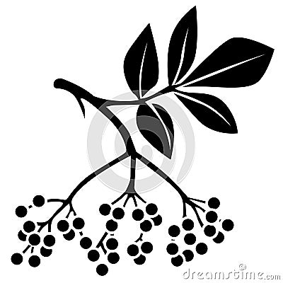 Black elderberry Vector Illustration