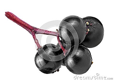 Black elderberry small twig. European elderberry fruit isolated on white background Stock Photo