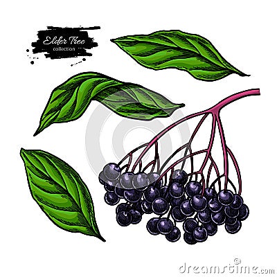 Black elderberry vector drawing set. Hand drawn botanical branch with berries Vector Illustration