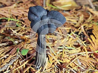 Black Elfin Saddle Mushroom - Helvella vespertina Stock Photo