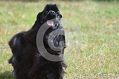 Black English Cocker Spaniel Stock Photo