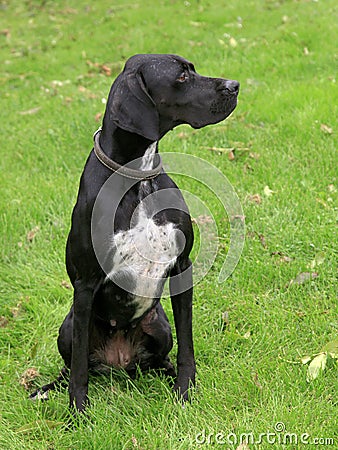 Black english pointer dog Stock Photo