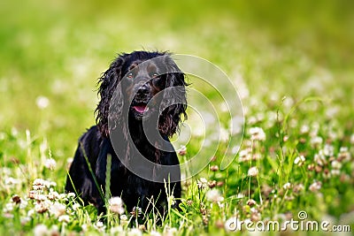 Black english springer spaniel Stock Photo