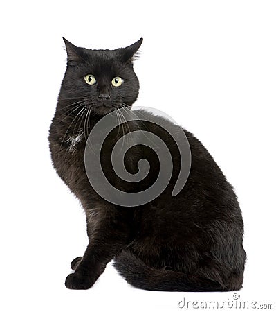 Black European Shorthair cat (5 years) Stock Photo