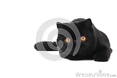 Black exotic shorthair kitty cat Stock Photo