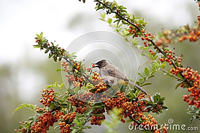 Black Eyed Bulbul Stock Photo