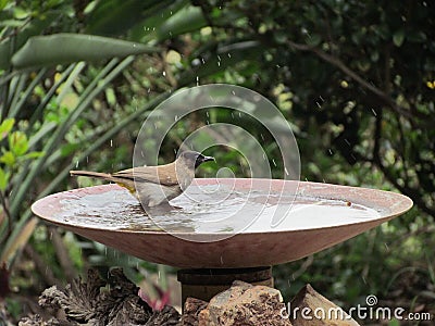 Black-eyed Bulbul taking a bath Stock Photo