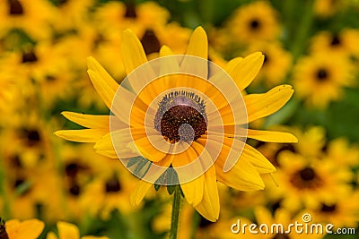 Black-Eyed-Susan flower Stock Photo