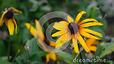 Black-Eyed Susan flower or Perenial Coneflower. Stock Photo