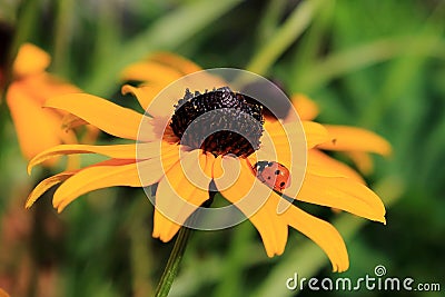 Black Eyed Susan And Ladybug Explorer Stock Photo