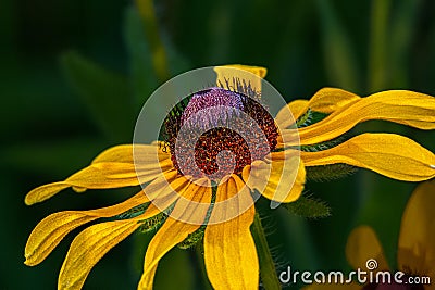 A black-eyed Susan, Rudbeckia hirta, in full bloom at a wetland in Culver, Indiana Stock Photo