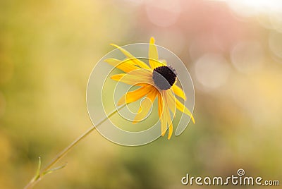 Black-Eyed Susan Soft and Shallow - Side View Stock Photo
