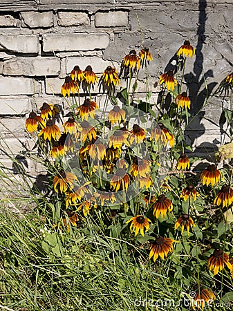 Black eyed Susans in front of a brick wall Stock Photo