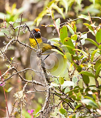 The Black-faced Brush Finch in the jungle. Stock Photo