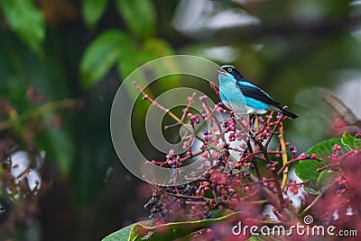 Black-faced Dacnis - Dacnis lineata Stock Photo