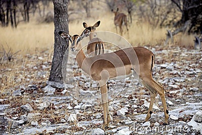Black-faced Impala, Aepyceros melampus petersi in the bush Namibia Stock Photo