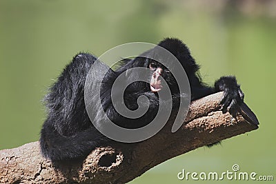 Black-faced Spider Monkey Stock Photo