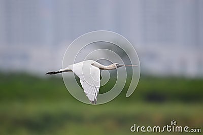 Black-faced Spoonbill in Hong Kong Formal Name: Platalea minor Stock Photo