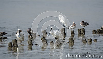 Black-faced Spoonbill at waterland Stock Photo