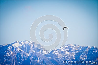 A black falcon is flying in the blue sky round the italians alpd Stock Photo