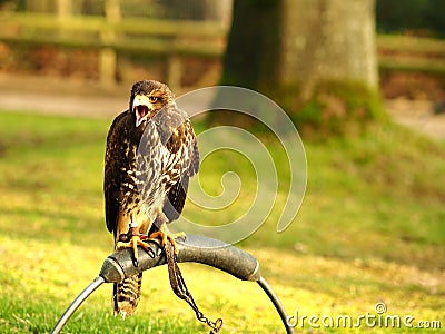 Black falcon sitting on a piece of metal behind a green field Stock Photo