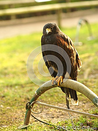 Black falcon sitting on a piece of metal behind a green field Stock Photo