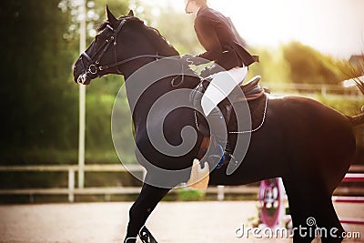 A black fast horse gallops at equestrian sports competitions on a sunny summer day. Horseback riding. Equestrian sport Editorial Stock Photo