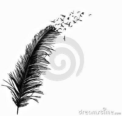 Black feather with birds Stock Photo