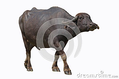 Black female Asian buffalo on white background Stock Photo