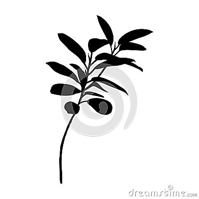 Black Ficus plant Silhouette isolated on white background. Vector Illustration Vector Illustration